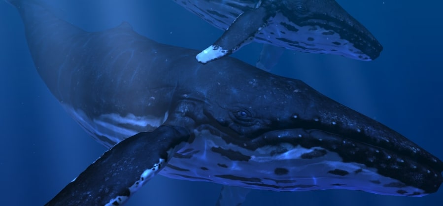Whales ahead! Feel the thrill of the ocean! π³